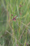 Sturdy bulrush